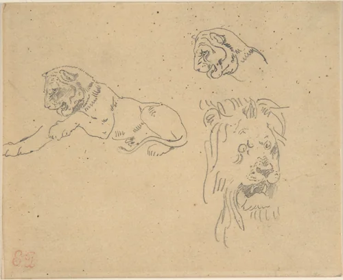 Three Studies of a Lion by Eugène Delacroix, drawing, 1815-1863