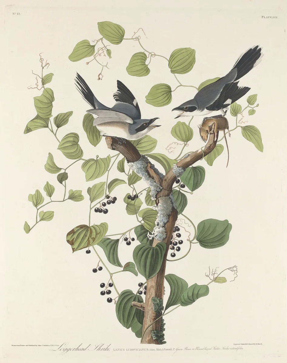 Loggerhead Shrike by Robert Havell, Jr.; John James Audubon, print, 1829