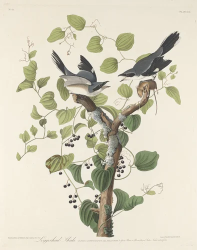 Loggerhead Shrike by Robert Havell, Jr.; John James Audubon, print, 1829