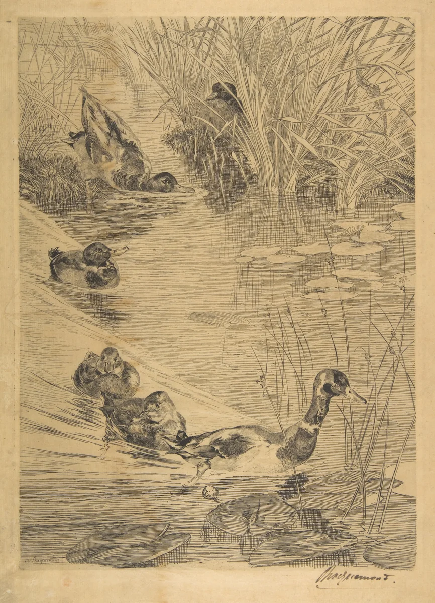 Ébats de canards by Félix Bracquemond, print, 1850-1914
