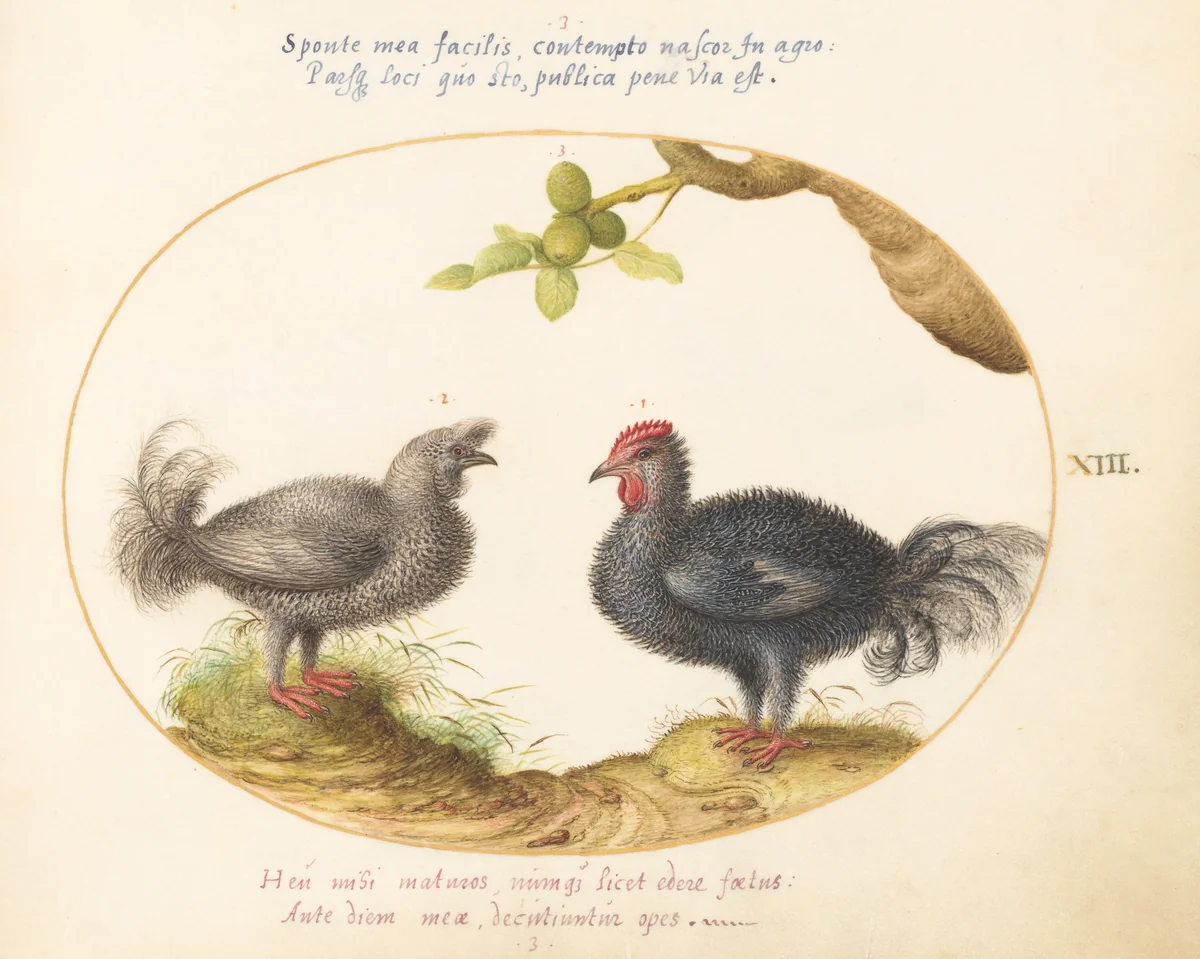 Plate 13: Two Curly Gray Chickens (Silkie Chickens?) by Joris Hoefnagel, drawing, 1570-1599