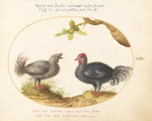 Plate 13: Two Curly Gray Chickens (Silkie Chickens?) by Joris Hoefnagel, drawing, 1570-1599