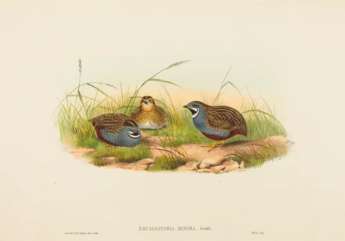 Excalftoria minima (Blue-breasted Quail) by H.C. Richter; John Gould, print, 1804-1881