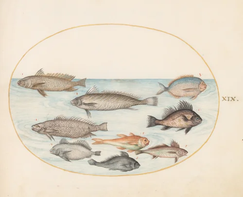 Plate 19: A Damselfish and Other Fish, Including Two "Coracinis" by Joris Hoefnagel, drawing, 1570-1599