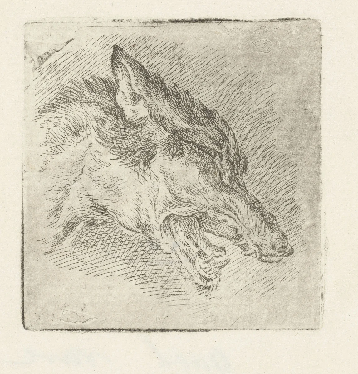 Kop van een wolf met open bek by Jacobus Cornelis Gaal, print, 1850