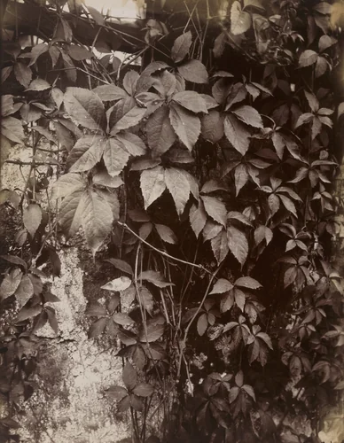 Vigne vierge by Eugène Atget, photograph, 1922