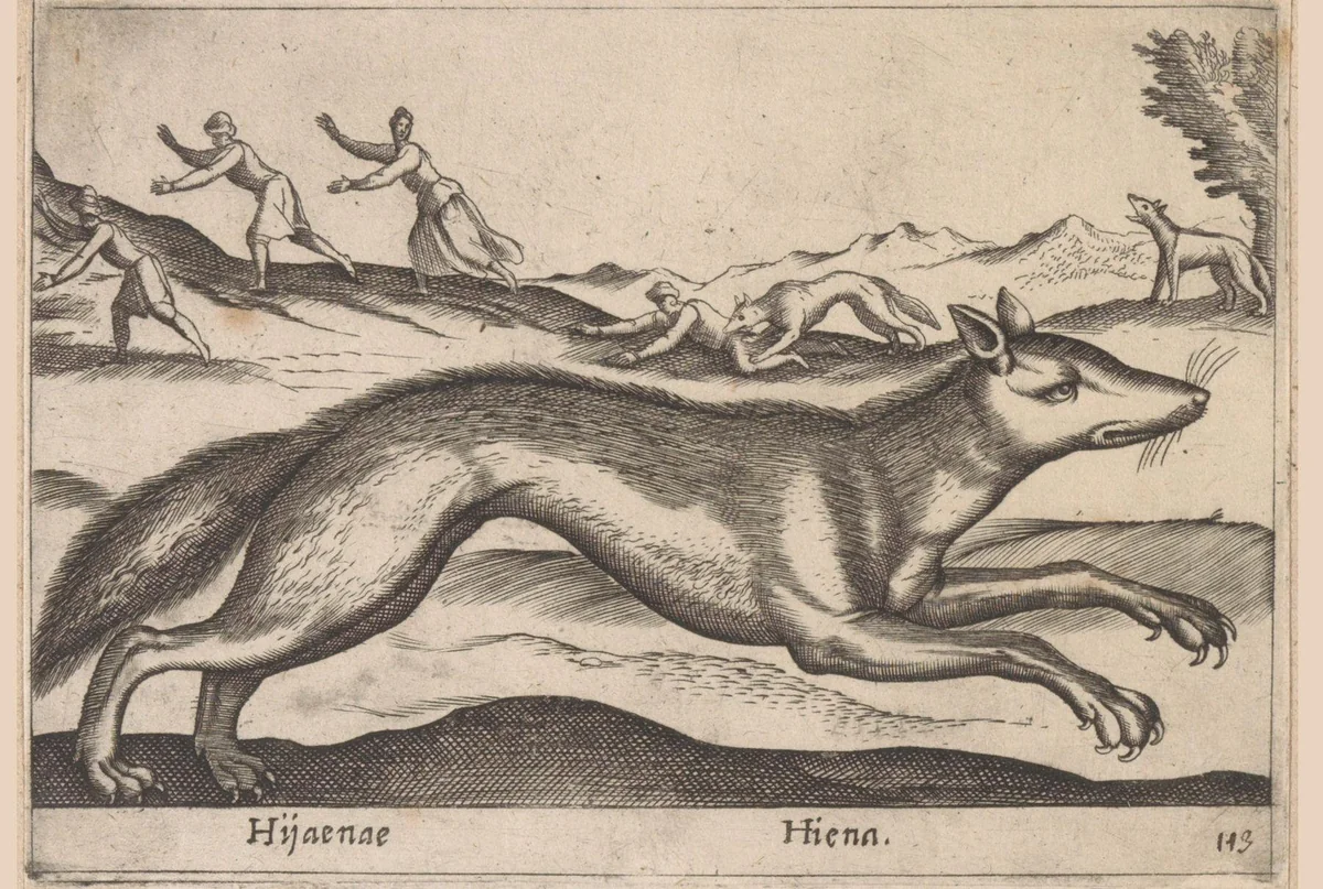 Hyena by Antonio Tempesta, print, 1565-1630