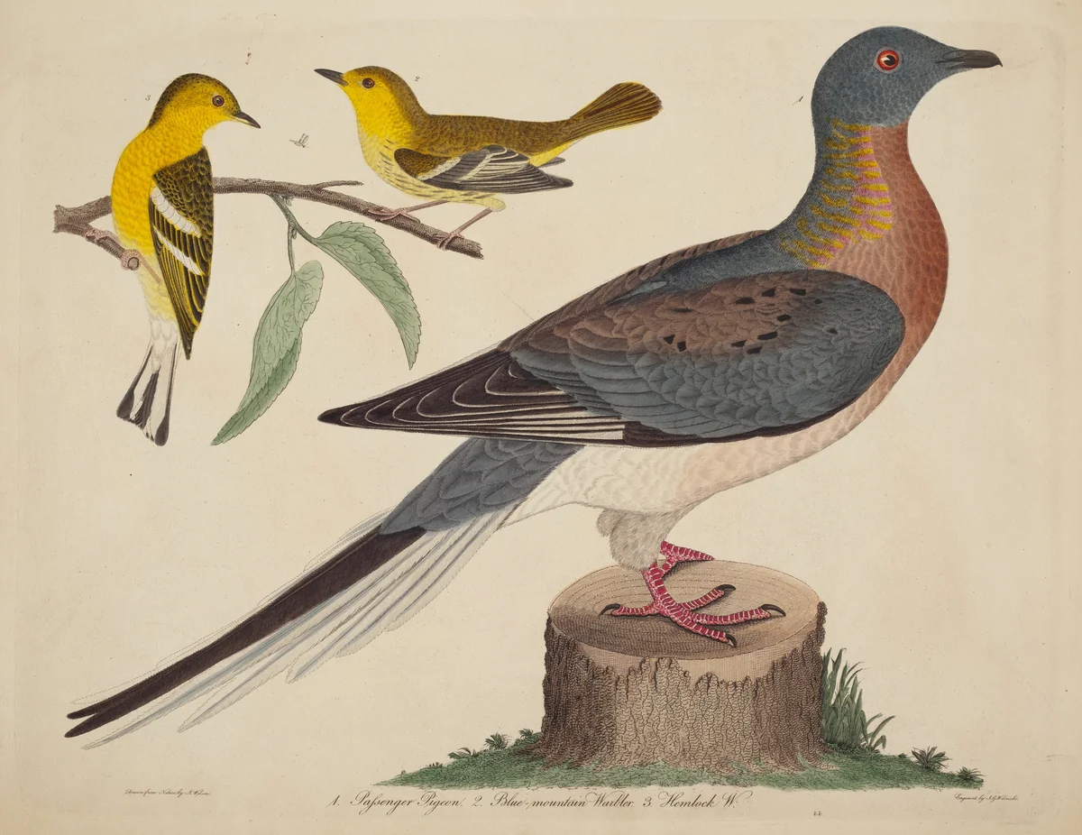 Passenger Pigeon, Blue-mountain Warbler, and Hemlock Warbler by John G. Warnicke
Alexander Wilson, print, 1808-1814
