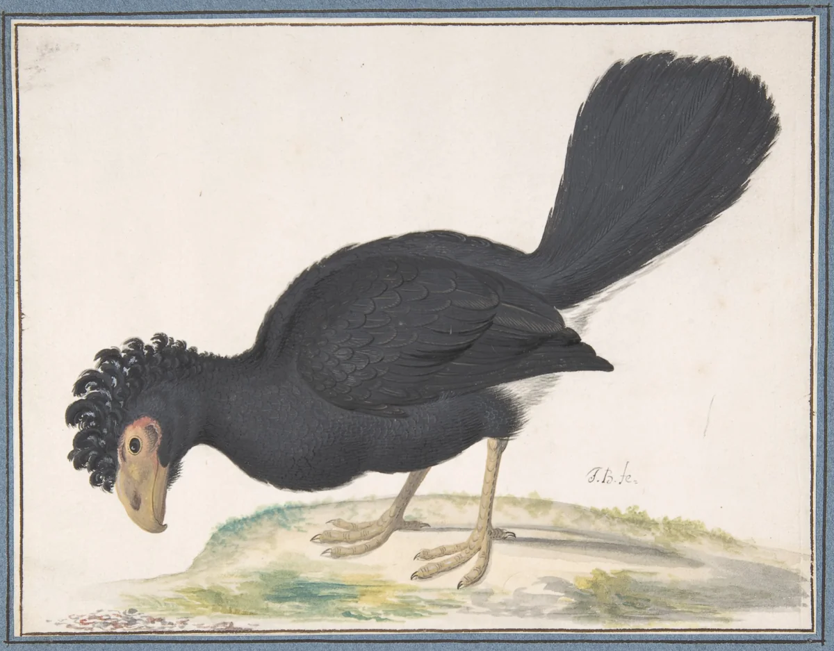 A Black Curassow by Johannes Bronckhorst, drawing, 1670-1727