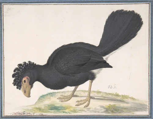 A Black Curassow by Johannes Bronckhorst, drawing, 1670-1727