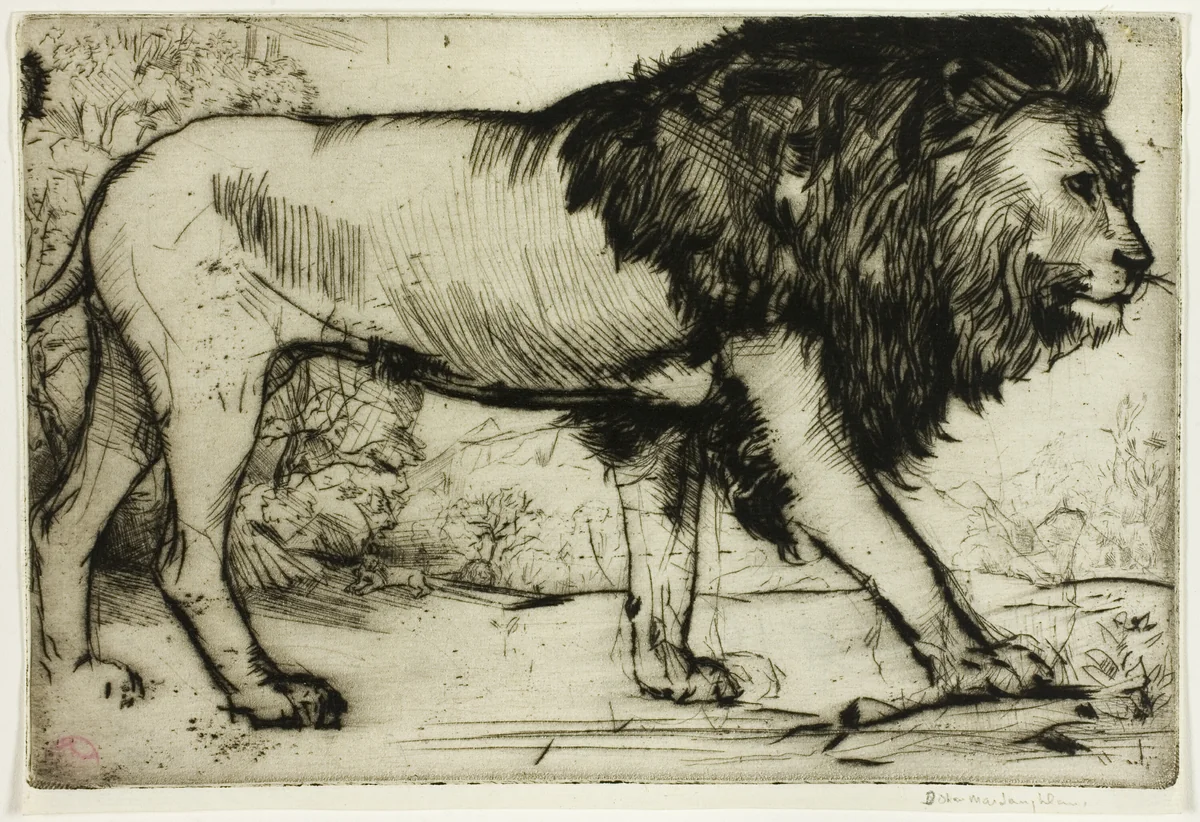 A Lion by Donald Shaw MacLaughlan, print, 1900