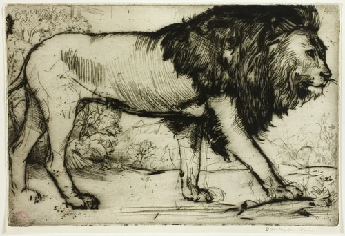 A Lion by Donald Shaw MacLaughlan, print, 1900