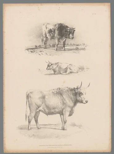 Drie voorstellingen van een rund by Thomas Sidney Cooper, print, 1837