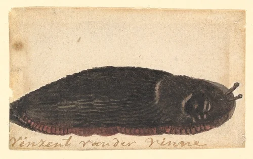 A Slug by Vincent Laurensz. van der Vinne, drawing, 1650-1702