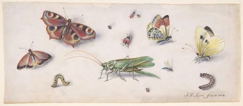 Insects, Butterflies, and a Grasshopper by Jan van Kessel, drawing, 1635-1679