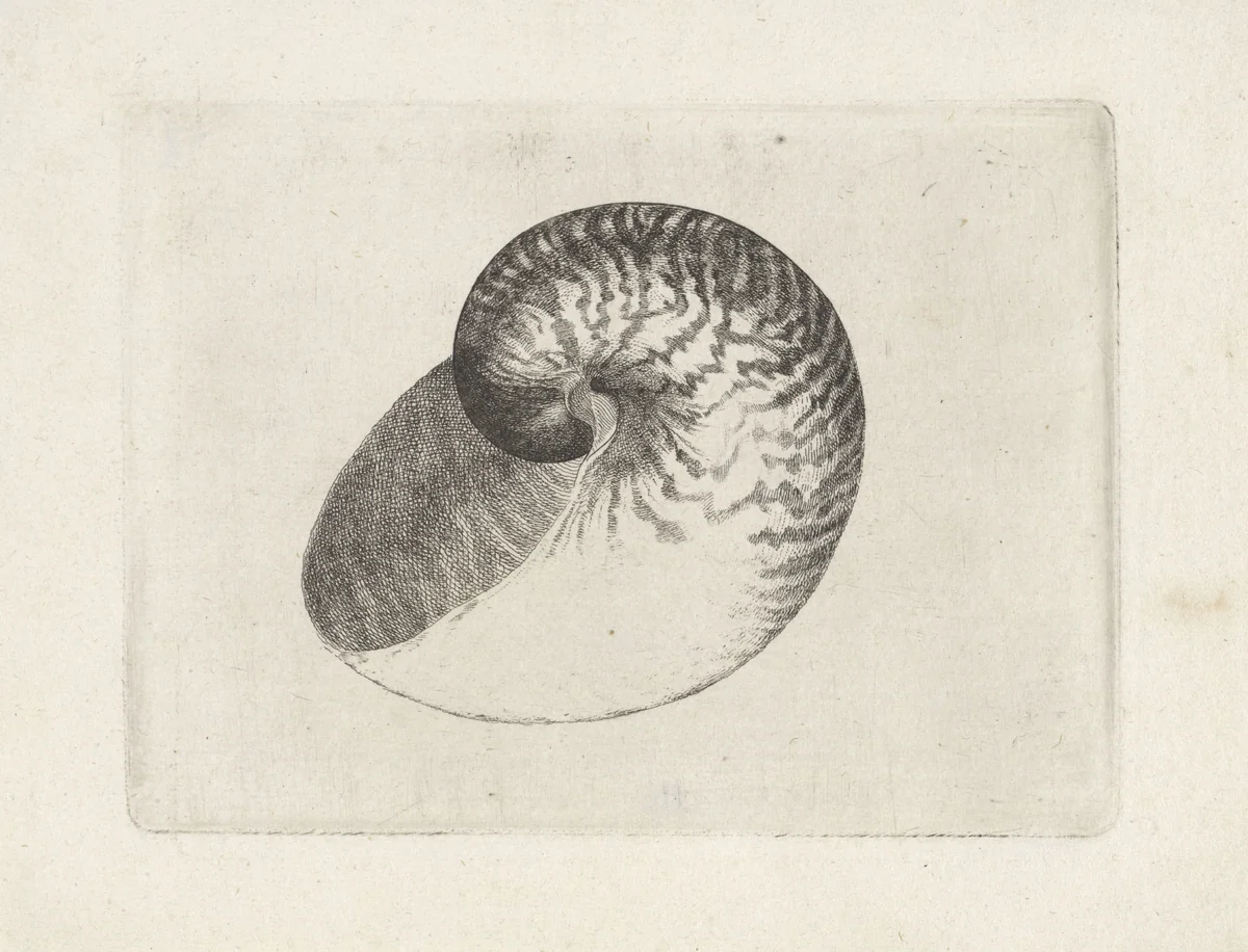 Schelp, nautilus pompilius by Wenceslaus Hollar, print, 1644-1652
