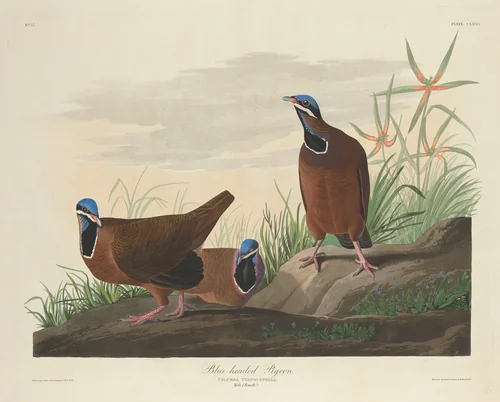 Blue-headed Pigeon by Robert Havell, Jr.; John James Audubon, print, 1833
