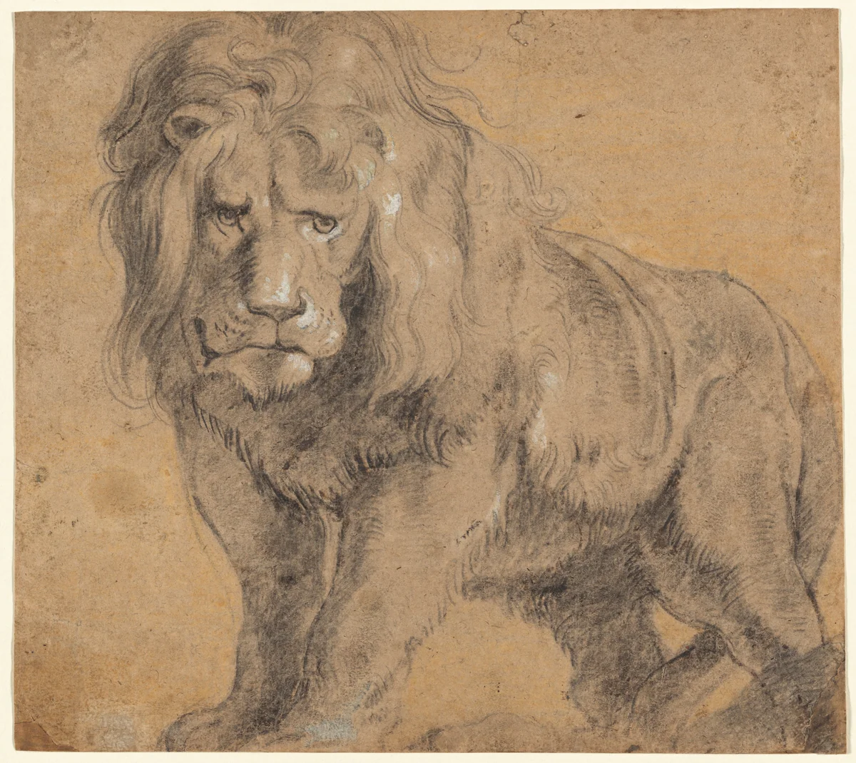 Lion by Peter Paul Rubens, drawing, 1612-1613