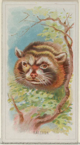 Raccoon, from the Wild Animals of the World series (N25) for Allen & Ginter Cigarettes by Allen & Ginter, print, 1888