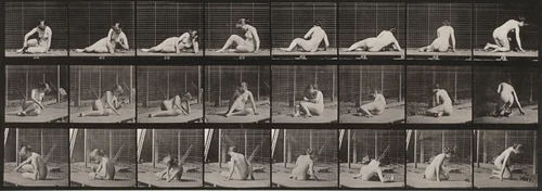 Plate Number 266. Turning and changing position while on the ground by Eadweard Muybridge, photograph, 1887
