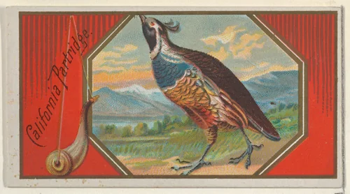 California Partridge, from the Game Birds series (N13) for Allen & Ginter Cigarettes Brands by Allen & Ginter, print, 1889