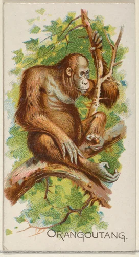 Orangoutang, from the Quadrupeds series (N21) for Allen & Ginter Cigarettes by Allen & Ginter, print, 1890