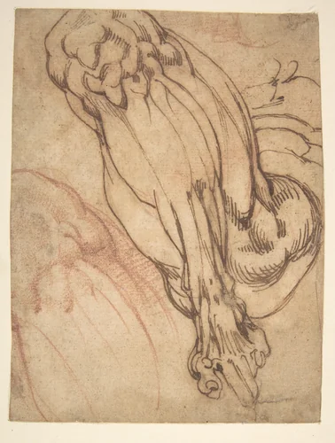Anatomical Studies of a Leg (recto); Study of a Leg (verso) by Michelangelo Buonarroti, drawing, 1475-1564