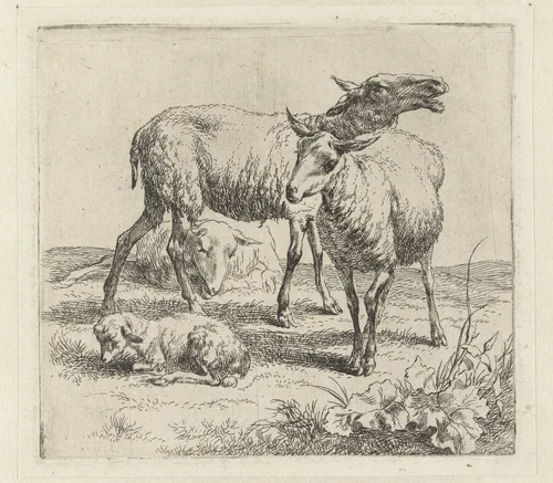Blatend schaap tussen twee schapen en een lam by Nicolaes Pietersz Berchem, print, 1646-1652