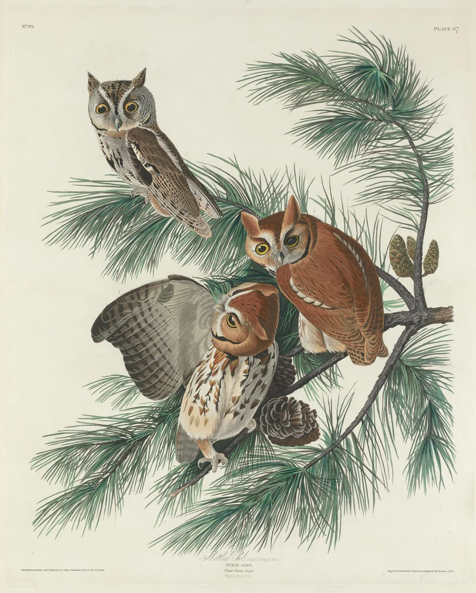 Mottled Owl by Robert Havell, Jr.; John James Audubon, print, 1830