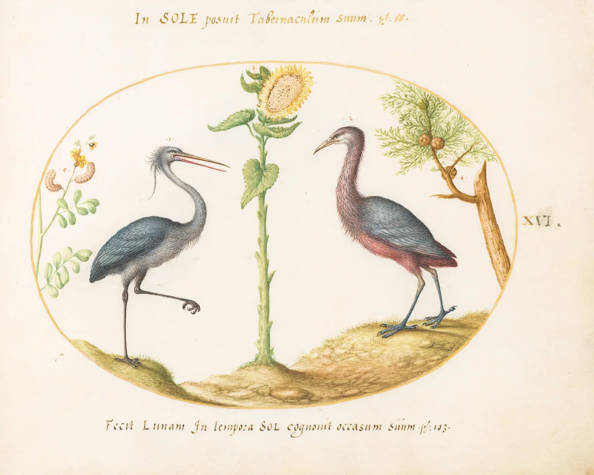Plate 16: Gray Heron and Purple Heron(?) with a Sunflower by Joris Hoefnagel, drawing, 1570-1599