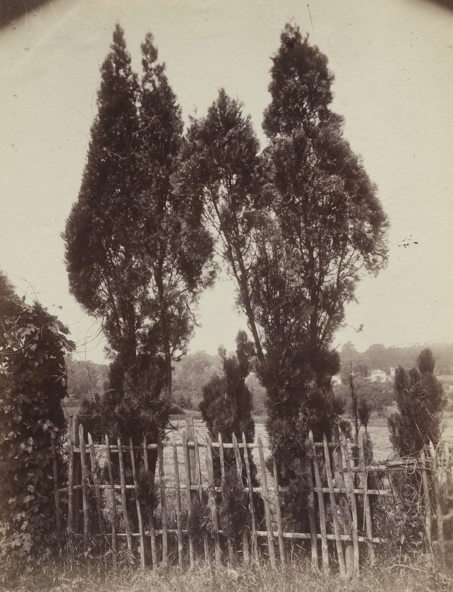 Cyprès by Eugène Atget, photograph, 1921