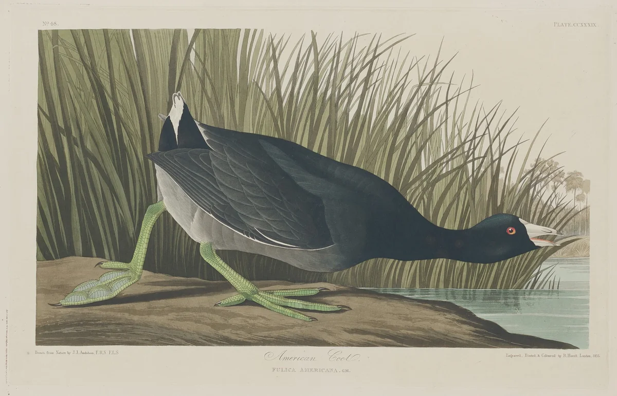 American Coot by Robert Havell, Jr.; John James Audubon, print, 1835