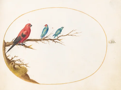 Plate 53: Three Brightly Colored Birds, including a Brazilian Tanager(?) by Joris Hoefnagel, drawing, 1570-1599