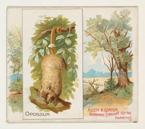 Opossum, from Quadrupeds series (N41) for Allen & Ginter Cigarettes by Allen & Ginter, print, 1890