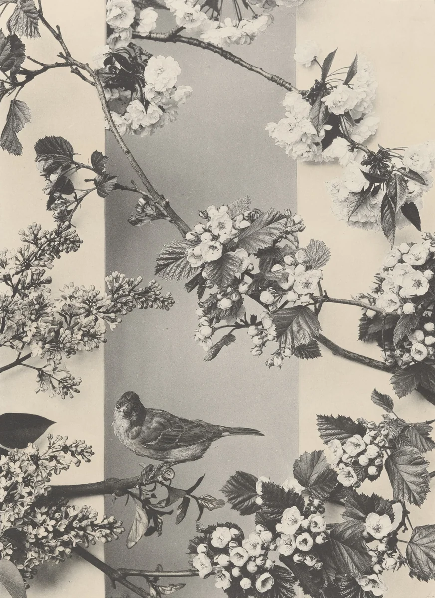 Page from Festons und Dekorative Gruppen by Unidentified Photographer, photograph, 1893