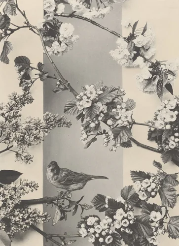 Page from Festons und Dekorative Gruppen by Unidentified Photographer, photograph, 1893