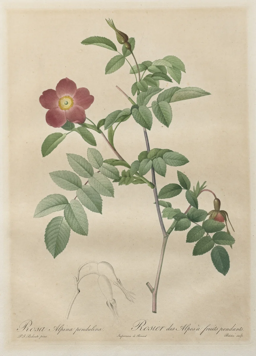 Les Roses: Rosa alpina pendulina by Henry Joseph Redouté, print, 1817-1924