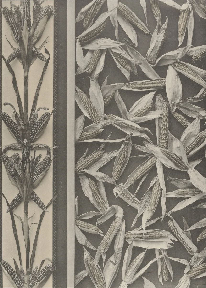 Page from Festons und Dekorative Gruppen by Unidentified Photographer, photograph, 1893