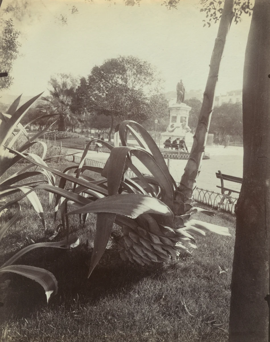 Aloes (Nice) by Eugène Atget, photograph, 1900