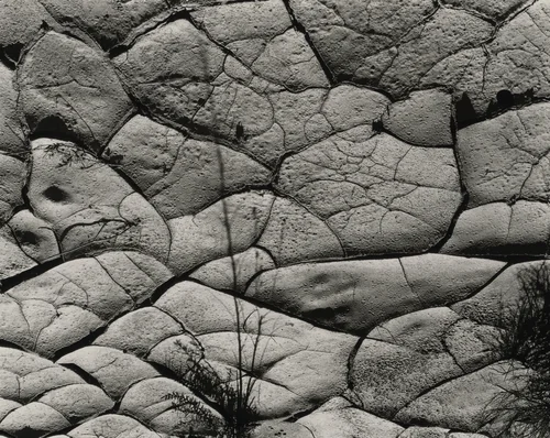 Mud Crack by Brett Weston, photograph, 1954