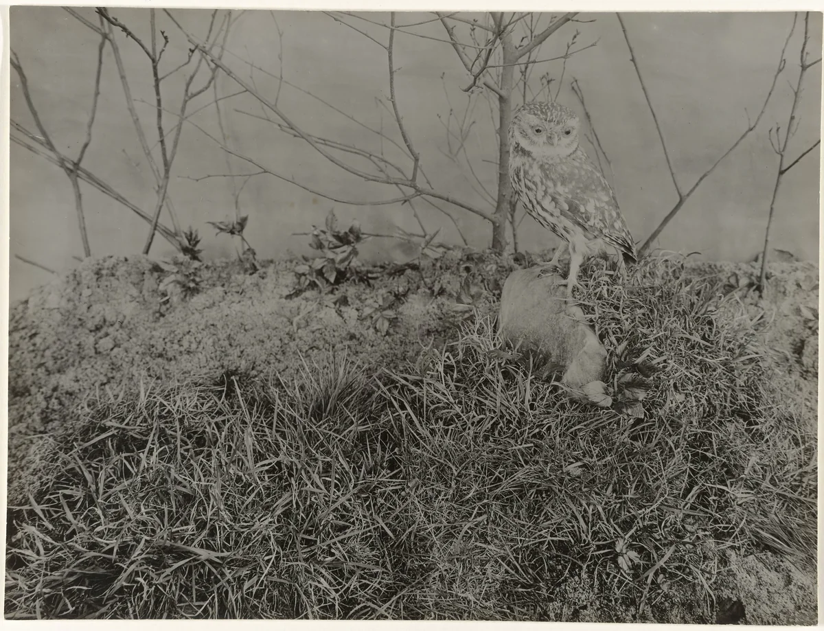 Opgezette uil in decor met gras en takken by Richard Tepe, photograph, 1900-1940