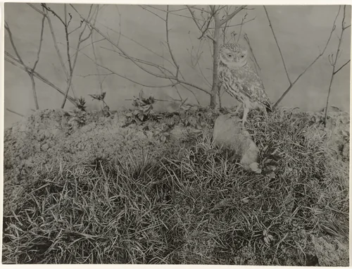 Opgezette uil in decor met gras en takken by Richard Tepe, photograph, 1900-1940