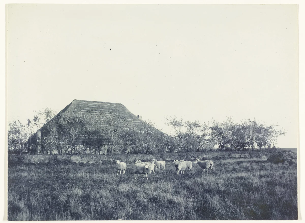 Schapen in een weiland, met een boerderij op de achtergrond by Richard Tepe, photograph, 1900-1930