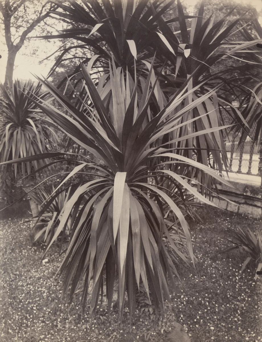 Plantes exotiques by Eugène Atget, photograph, 1923
