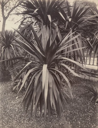 Plantes exotiques by Eugène Atget, photograph, 1923