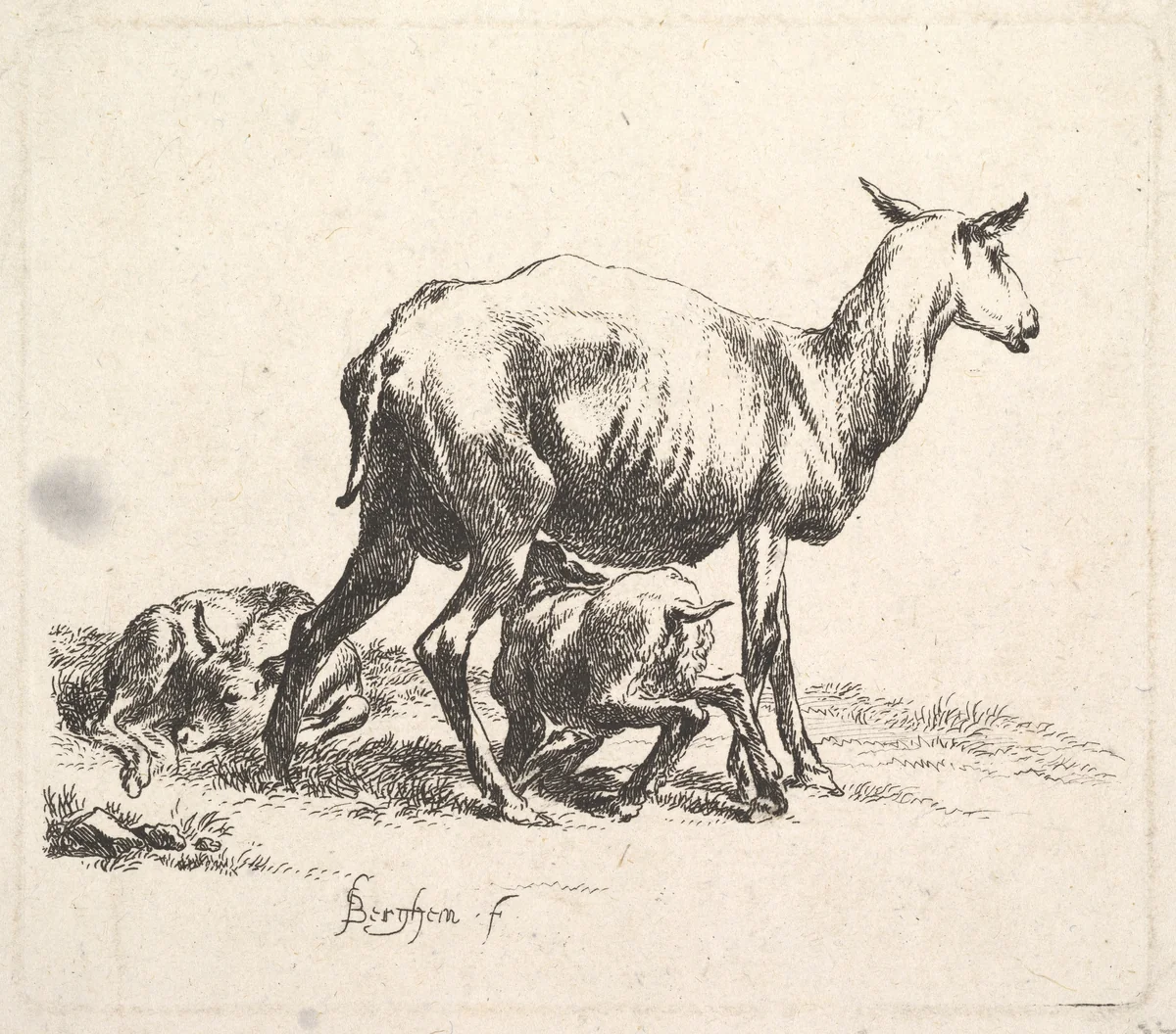 Sheep with Lamb Nursing by Nicolaes Berchem, print, 1635-1683