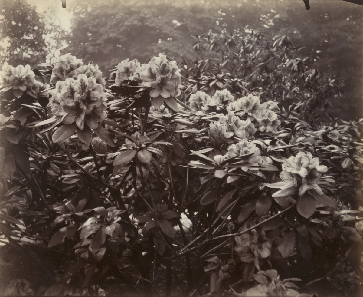 Rhododendrons by Eugène Atget, photograph, 1922