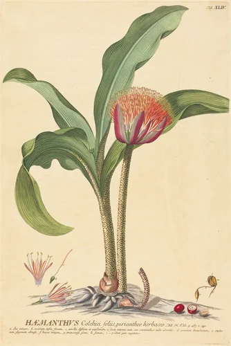 Haemanthus by Johannes Jacob Haid, print, 1750-1773