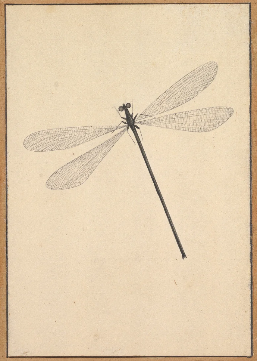 A Dragonfly by Nicolaas Struyk, drawing, 1706-1769