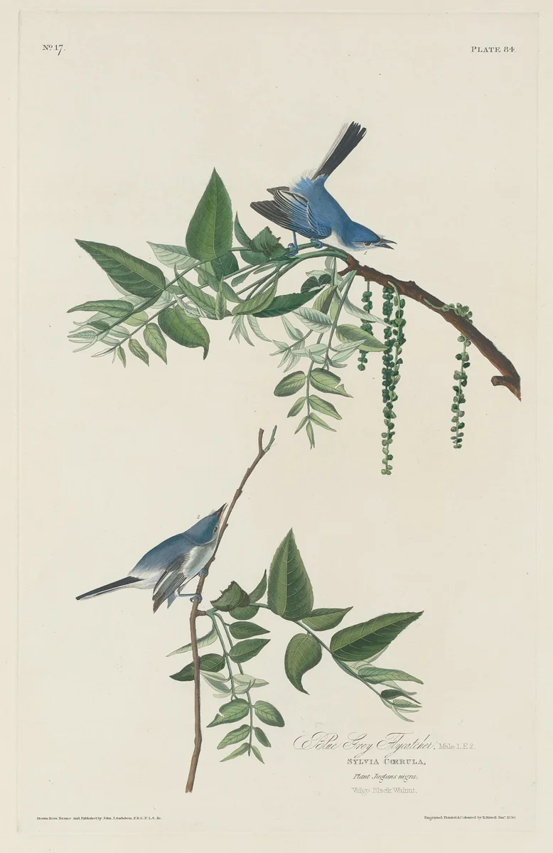 Blue-grey Flycatcher by Robert Havell, Jr.; John James Audubon, print, 1830